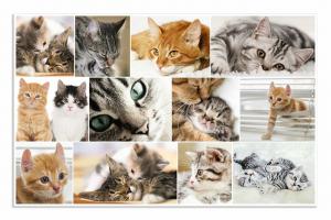 Podloga za sto 550x350 mm, CATS