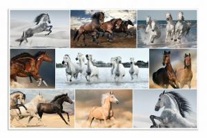 Podloga za sto 550x350 mm, HORSES 